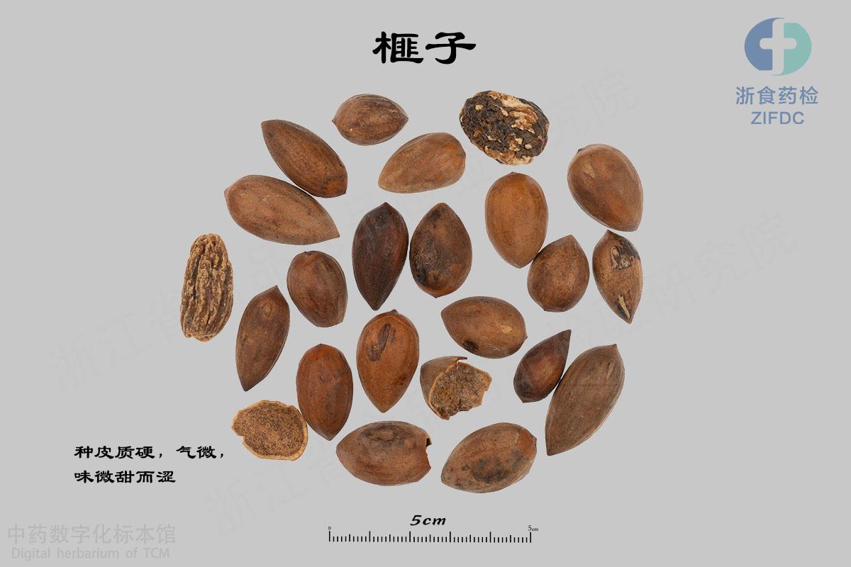 榧子 标本影像